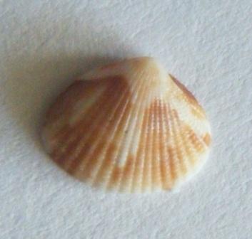 Timoclea ovata?